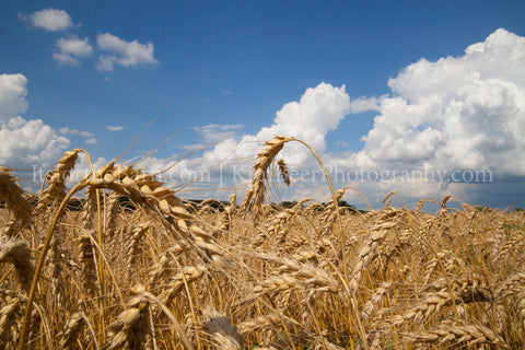 Ripe Wheat and Blue Sky