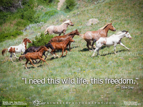 I need this wild life, this freedom.